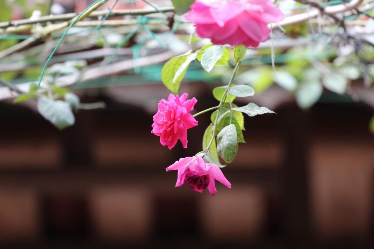 Chicken'S House- Duong Lam Homestay Hanoi Exterior photo